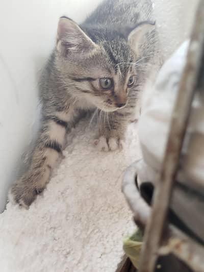 cat's available for adoption