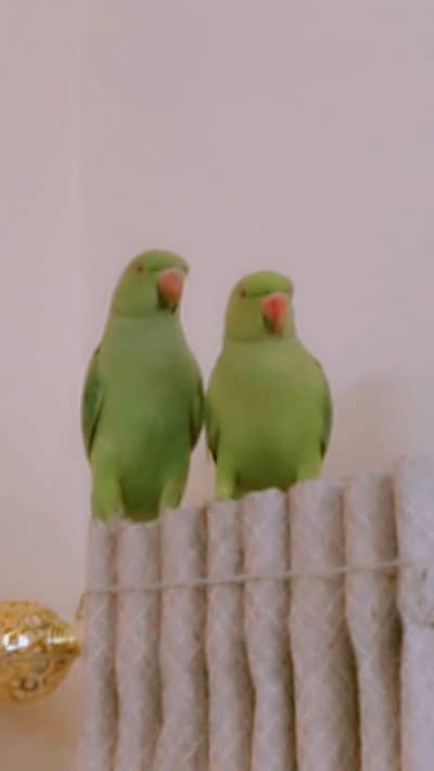 ringneck parrot male female