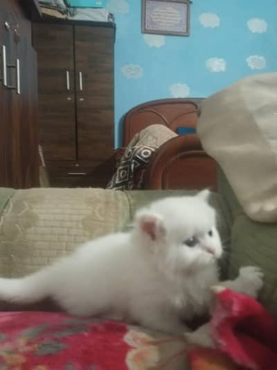 KITTEN AVAILABLE FOR Sell