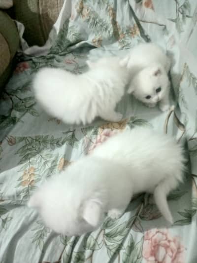 KITTEN AVAILABLE FOR Sell