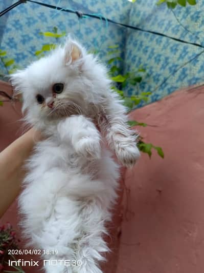 triple coat kittens available