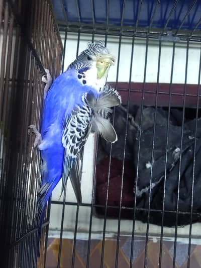 hogo double flowers breeder pair