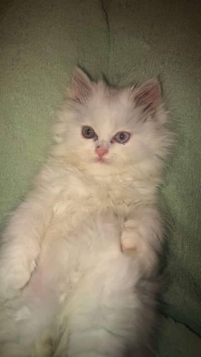 Persian cat for sale old eyes  triple coated