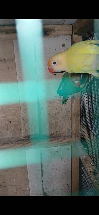 lovebirds pair price 2000 location shara e fahsal nusariy