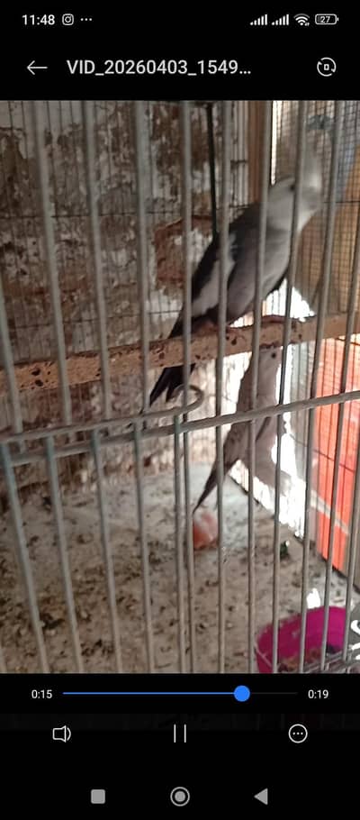 cocktail breeder pair split ino