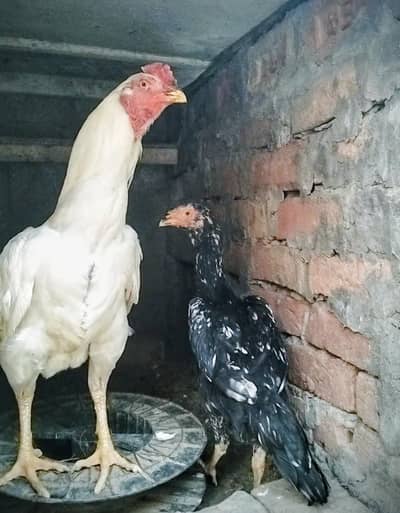 Aseel, Shamo and and Fancy Turkey Breeders available