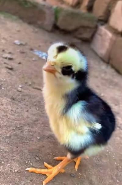 Japanese King Size Shamu Chicks available