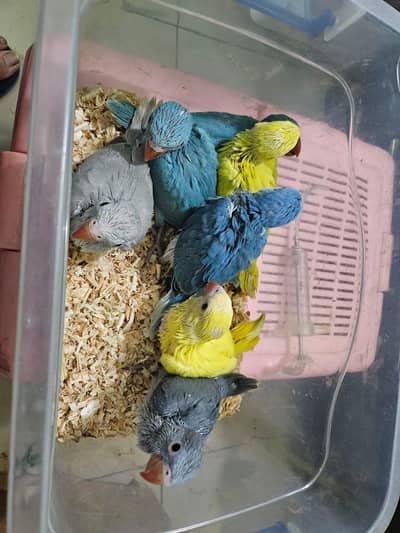 Cobalt Grey Blue lacewing white all color available