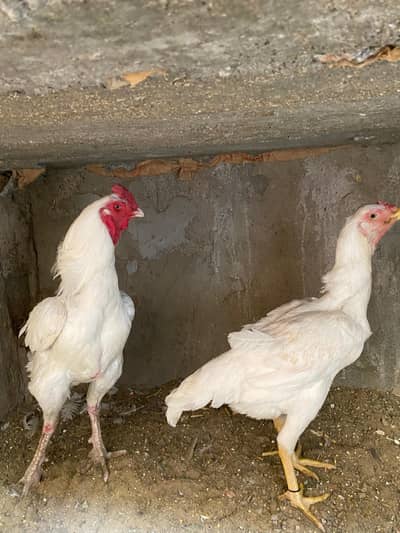 Aseel qandhari heera