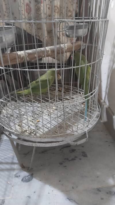 Green Ringneck Parrot