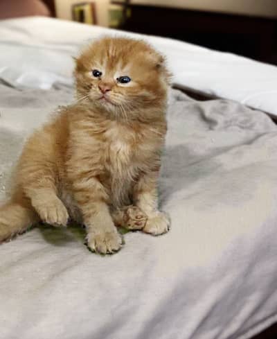 Scottish Fold / British Shorthair