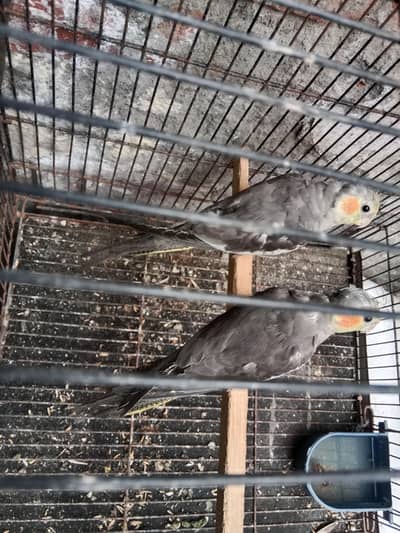 cocktail healthy and active