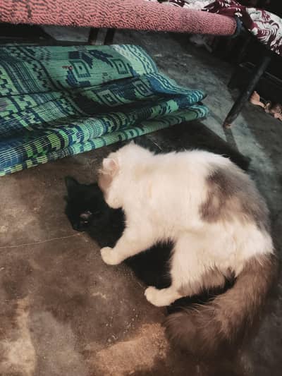 Meeting K Liye Rabta Karain