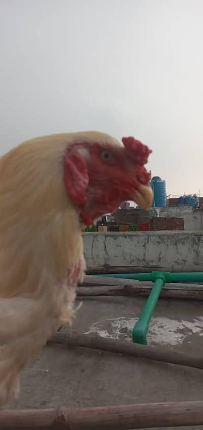 aseel shamo 03074204368call whatasub number