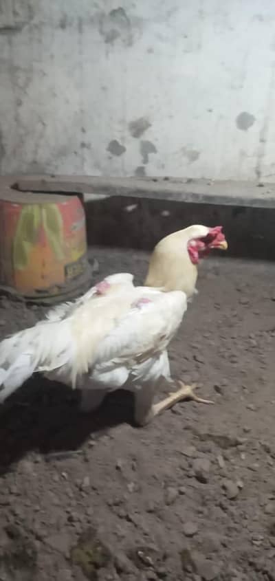 aseel white shamo pure