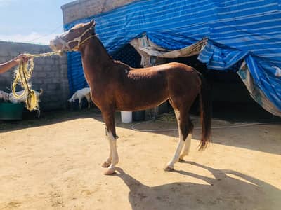 Horse/ Mare/ گُھوڑا/ گھوڑی