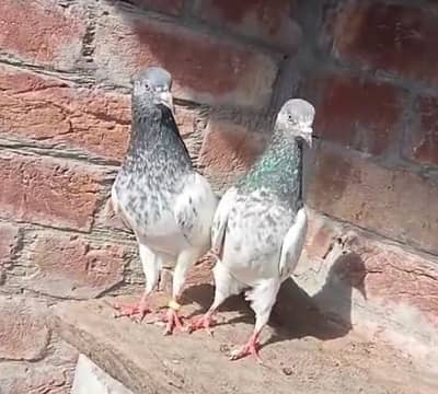 kasuri pair 5000  whatsap 03 13 14 96 136