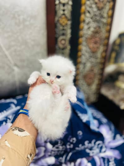 Persian cat breed for sale contact me