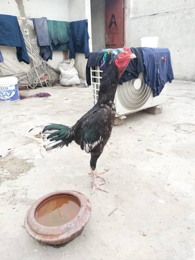 Aslee Thai Pakistani Cross