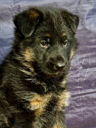 German shepherd puppies