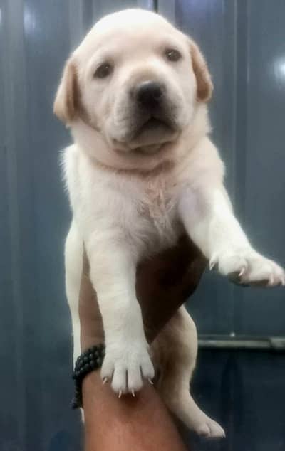 top quality British lab puppy  females