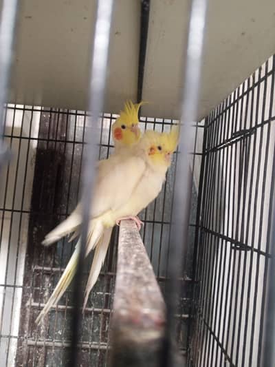 All parrots for sale healthy and active and cage