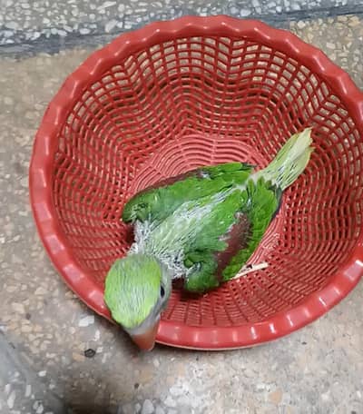 raw chiks available 03191079455 whtsp