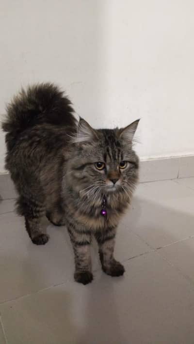Persian x Russian Cat ( Adult )