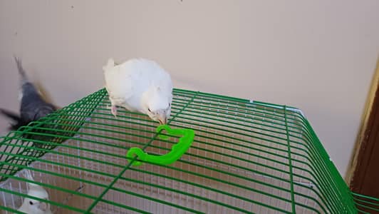 hand tame red eye albino cockateil