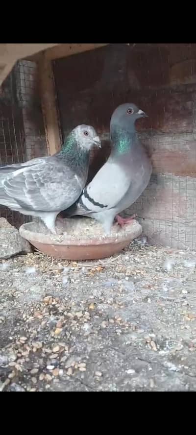 Whatsapp number 03314886114