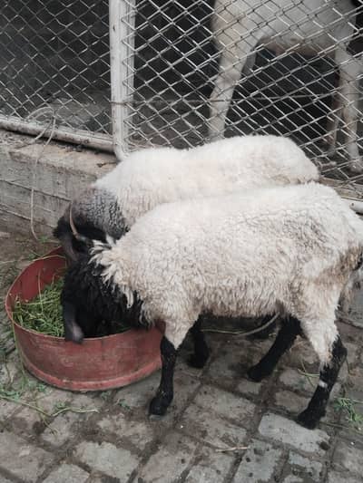 Sheep For Sale