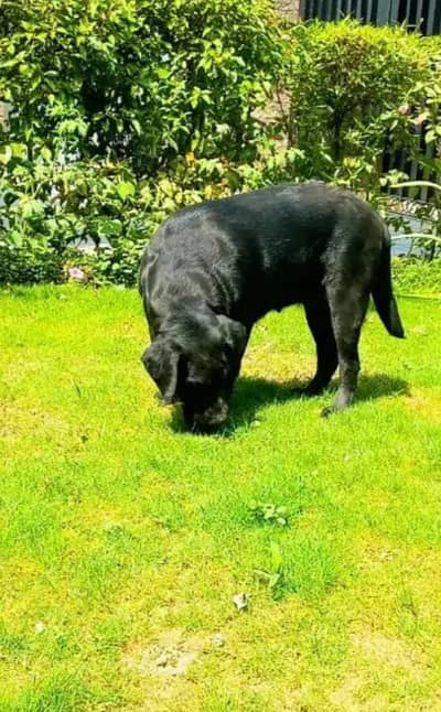 sale and exchnge 03181916506 mrguz sawabi