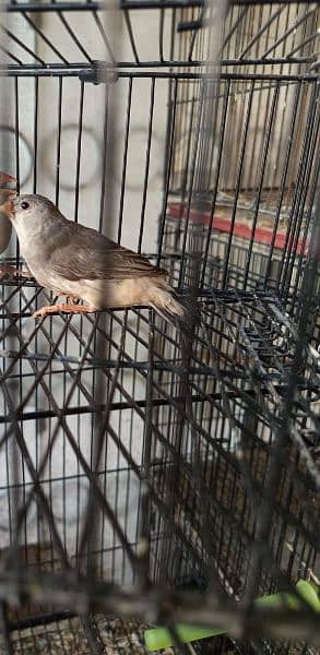 Aoa 1 half orrange finch looking for new shelter