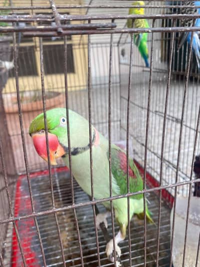 Hand tamed,calm and friendly parrot