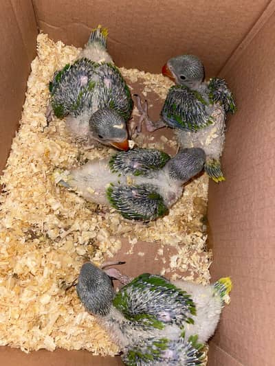 green handfeed chicks
