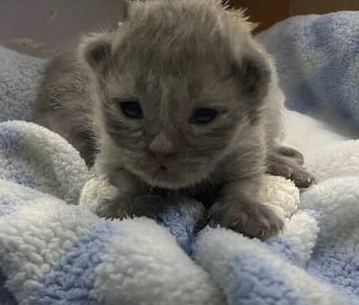 British Shorthair Kittens