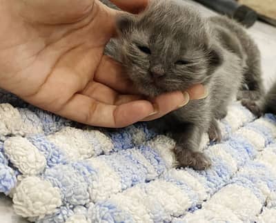 British Shorthair Kittens