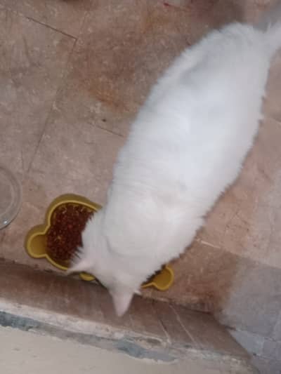 Persian Male Cat – Litter Trained & Friendly