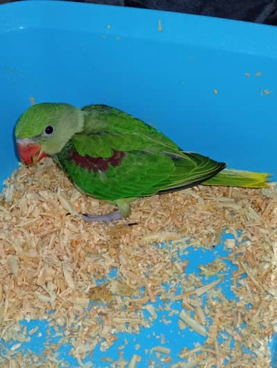 Kashmiri parrot baby/SunConor chicks