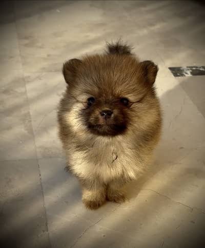 High Quality Female Pomeranian Puppy