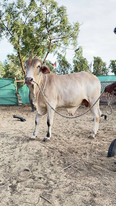Qurbani Animal For Sale
