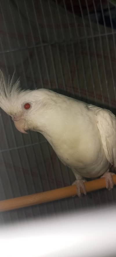 cocktail pair Eno male common lutino female both are red eyes