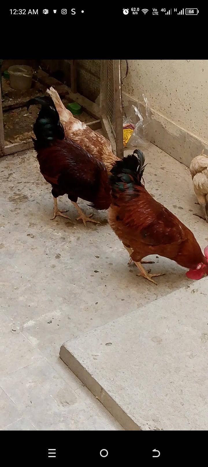 Hens pair 2