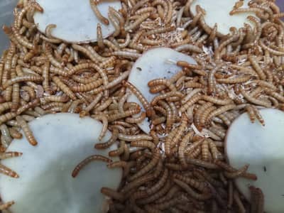 Mealworms