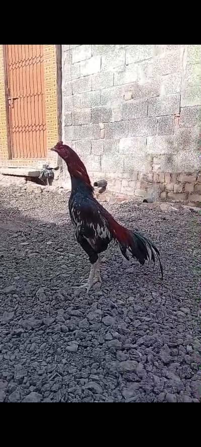 High Quality Murgh for Sale