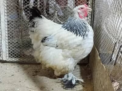 brhama female available