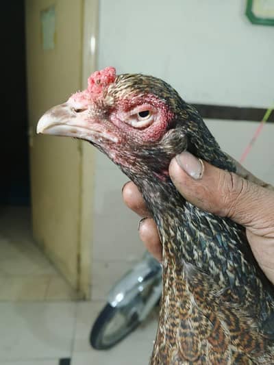 PURE MIANWALI ASEEL HEN