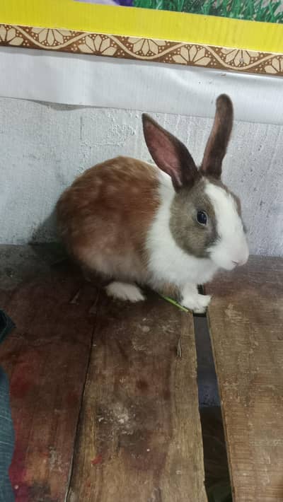 rabbit breeder female