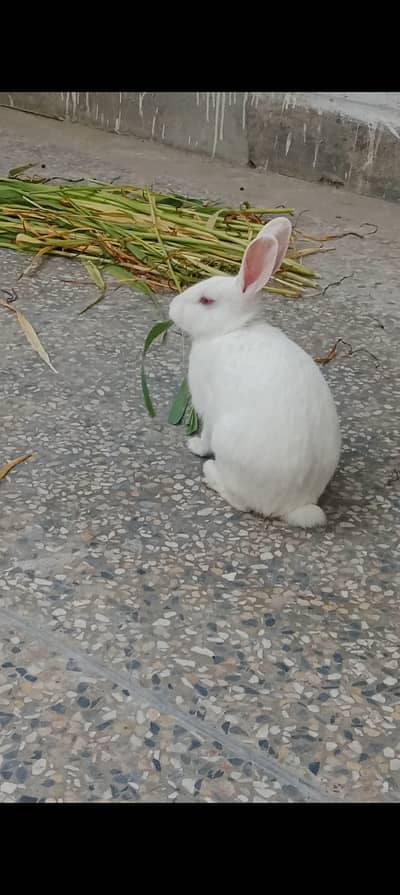 Healthy male and female rabbit with cute babies