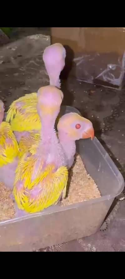 Yellow  White  Blue  Green  Raw Chicks Available